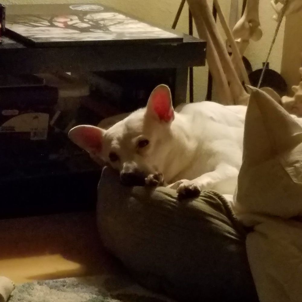 Meet your Posher, Lauren